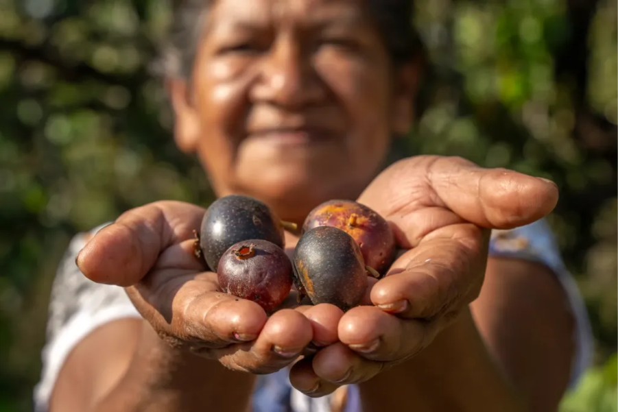 Na bacia do Alto Juruena, indígenas se adaptam à redução de mais da metade da superfície de água em seus territórios