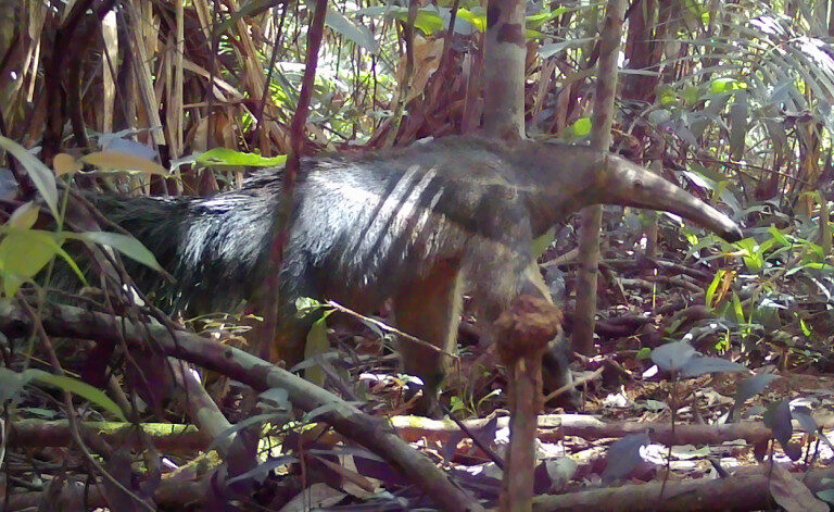Anta com filhote, veados e iraras são registradas por câmeras escondidas na floresta em Roraima